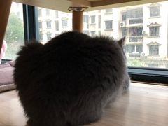 -Meowの猫咖(万家丽店)