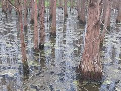 -桤木河湿地公园