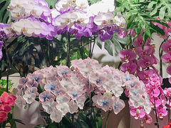 -自由生长植物工作室(深港花卉中心店)