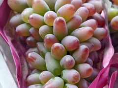 -马陆小张葡萄园农家乐