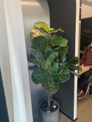 点击看大图 -Garden花園造型