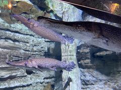 -迪拜水族馆及水下动物园