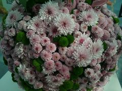 -上海鲜花港