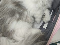 -汪喵宠物医院·骨科心脏影像·犬猫急重症ICU诊疗中心(成华分院)