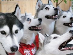 -Husky Go!哈士奇体验馆·宠物咖啡厅狗咖