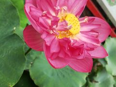 -莲花池公园