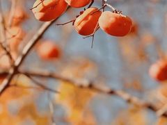 -周口店坡峰岭风景区