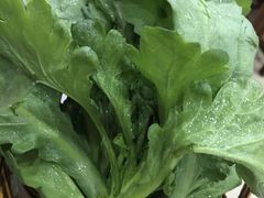 茼蒿-壹条龙饭庄台基厂店