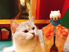 -猫色咖啡·猫咖