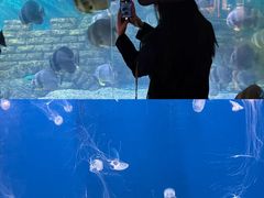 -烟台海昌鲸鲨海洋公园