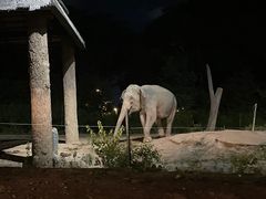 -清迈夜间动物园