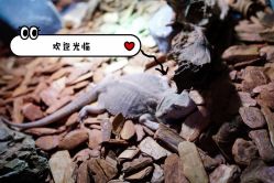 -七巧国萌宠乐园(龙湖天街店)