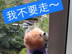 -上海市格致初级中学
