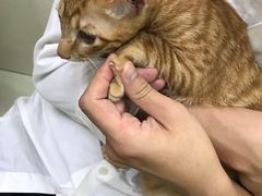 -瑞鹏宠物医院·微创内窥镜·骨外科·牙科(翠竹分院)