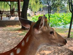 -观唐（国际）度假村温泉