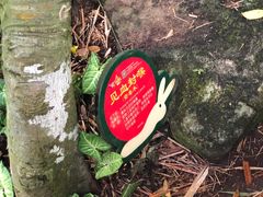 -呀诺达热带雨林
