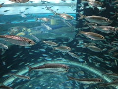 -瑞普利水族馆
