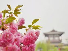 -西安青龙寺遗址景区