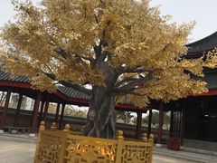 -广东圆玄道观