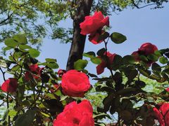 -歌斐颂巧克力小镇