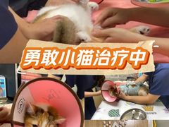 -谐和益家动物医院·免疫绝育·血液透析·宠保定点医院(高新伊藤分院)