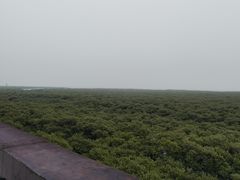 -北海金海湾红树林生态旅游区