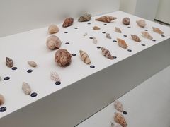 -青岛贝壳博物馆