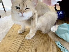 -猫小院猫主题餐厅(南锣旗舰店)
