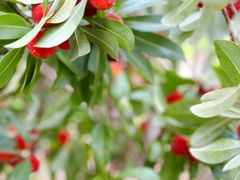 -塘栖枇杷特色园区