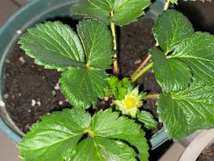 -麦当劳(东石东一路店)