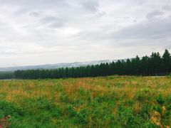 -塞罕坝国家级自然保护区