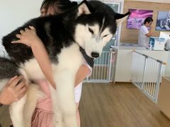 -Husky Go! 哈士奇体验馆·宠物咖啡厅狗咖