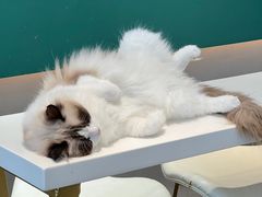 -飞行喵MR PILOT|猫舍·猫咖(静安大融城店)
