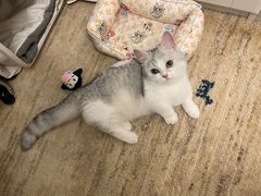 -猫大福·Fortune Cat猫舍(百子湾店)