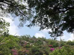 -板樟山森林公园