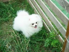 -趣多多宠物公园·宠物训犬学校·宠物寄养