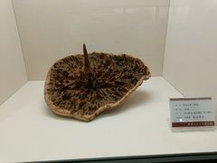 -中国沉香文化博物馆