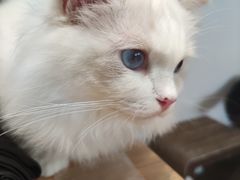 -瞄一喵猫咖(格力海岸店)