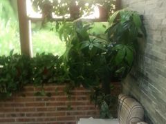 android_upload_pic-金豆角砂锅焖面(安贞店)