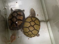 -灵龟之家百象馆(百象馆联合旗舰店)