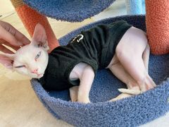 -猫力发电所·宠物专门店