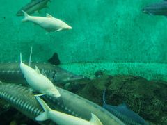 -太平洋海底世界