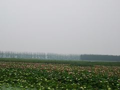 -微山湖红荷湿地景区