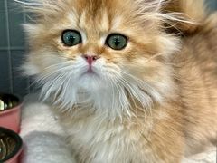 -翊宠yipet猫狗购宠庄园犬舍•猫舍