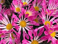 -小榄公饭店·岭南庭院餐厅(民安北路店)