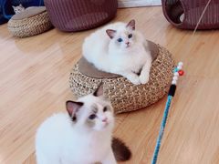 -momokira米努特·德文卷毛猫·棉花面纱犬