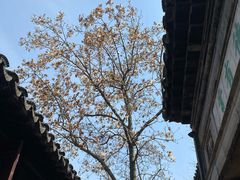 -拙政园
