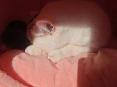 -四月宠物医院·猫专科·心脏专科·内科(转塘店)