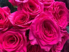 -循礼门鲜花花市(武汉循礼门店)