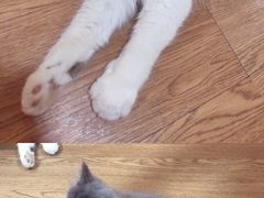 -李小姐の猫咖啡馆(五角场店)